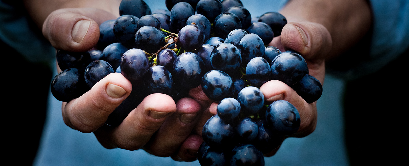 Vineyards dark grape photo by Maja Petric